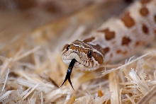 anaconda hognose het albino
