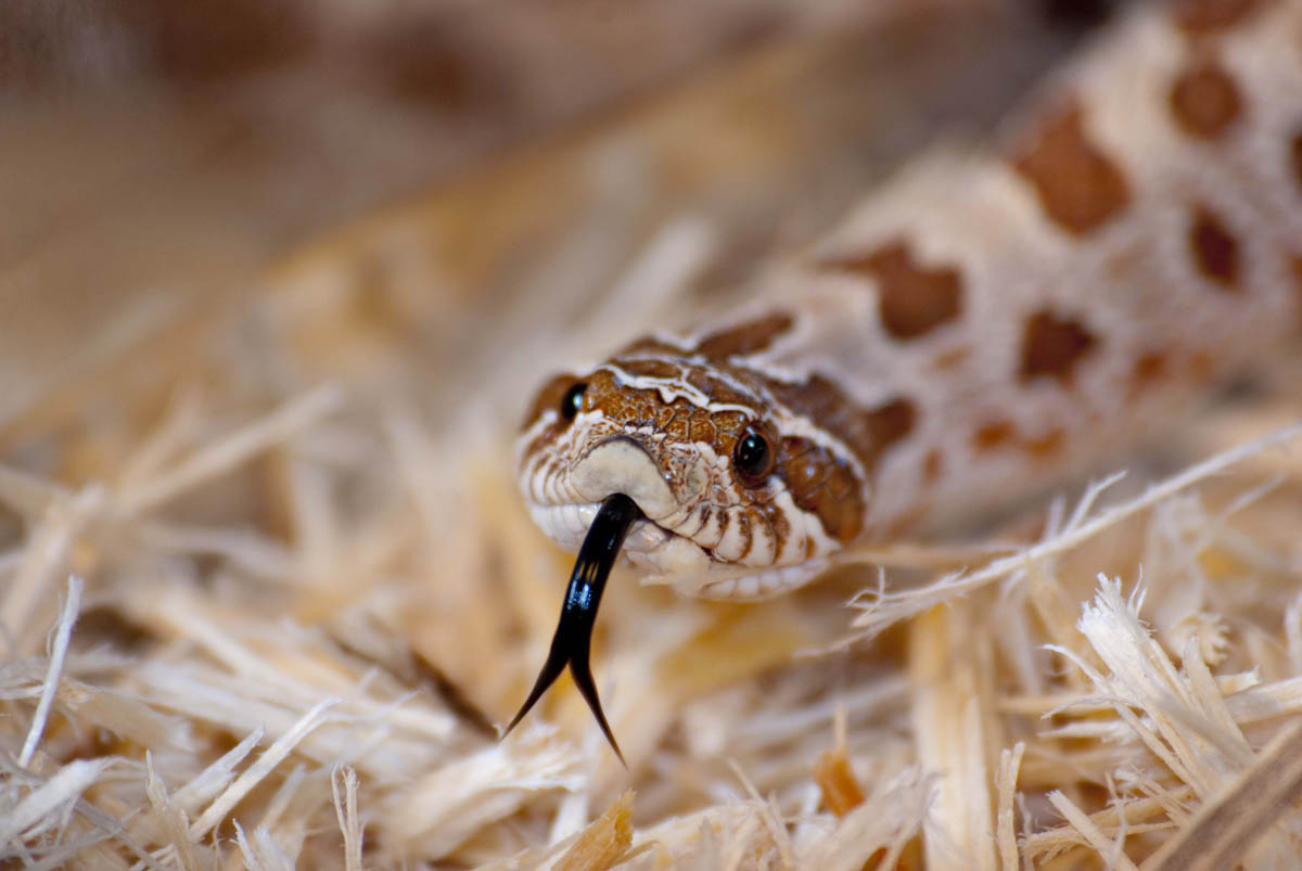 anaconda hognose het albino