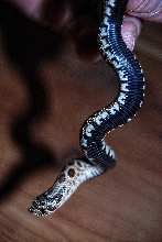 blackbellied hoggie