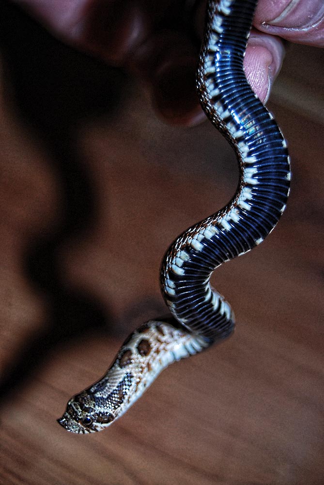 blackbellied hoggie