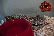 hognose pair