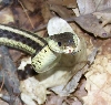 garter snake