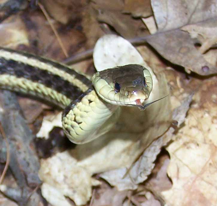 garter snake