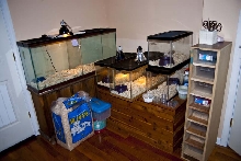 snake room/office