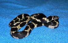 2007 Type II Mosaic male