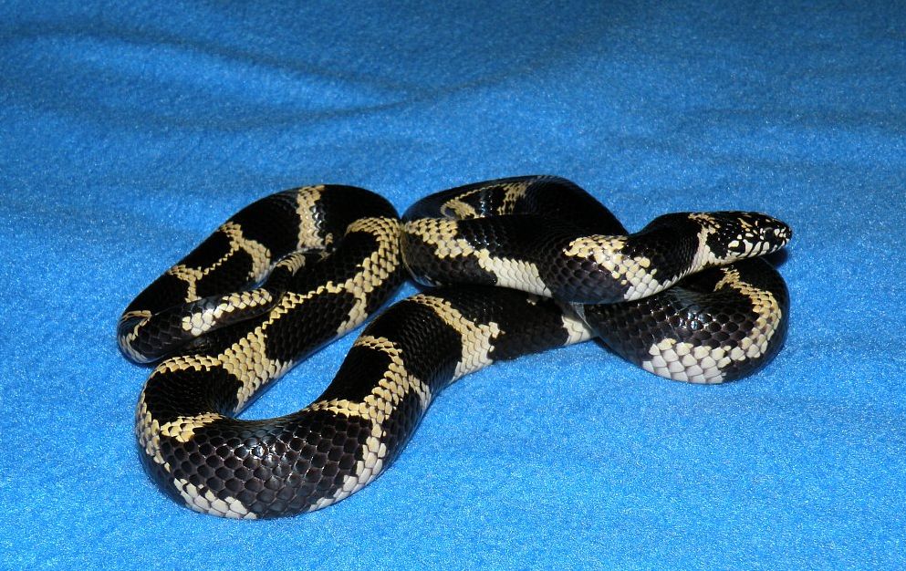 2007 Type II Mosaic male