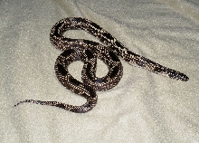 2007 Type I Mosaic female
