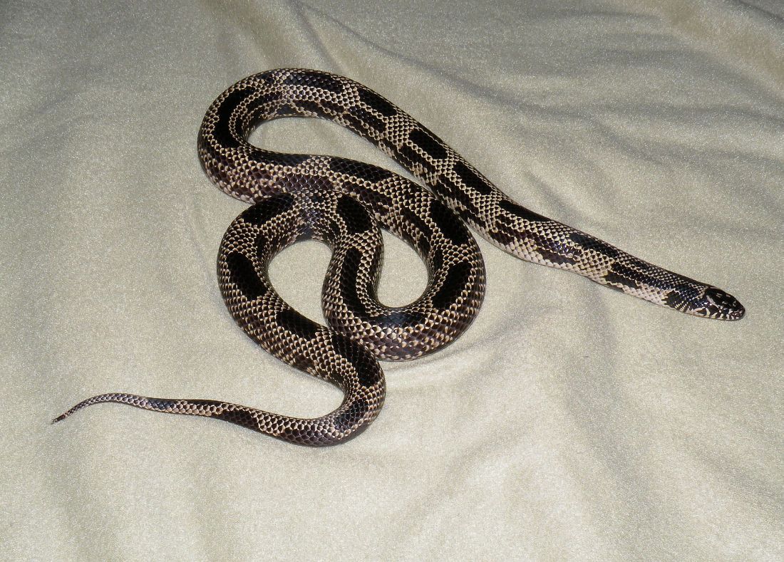 2007 Type I Mosaic female