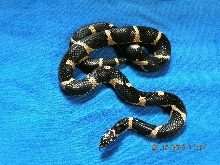 2009 female Bumblebee