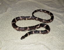 4 year old North Florida/South GA Eastern male