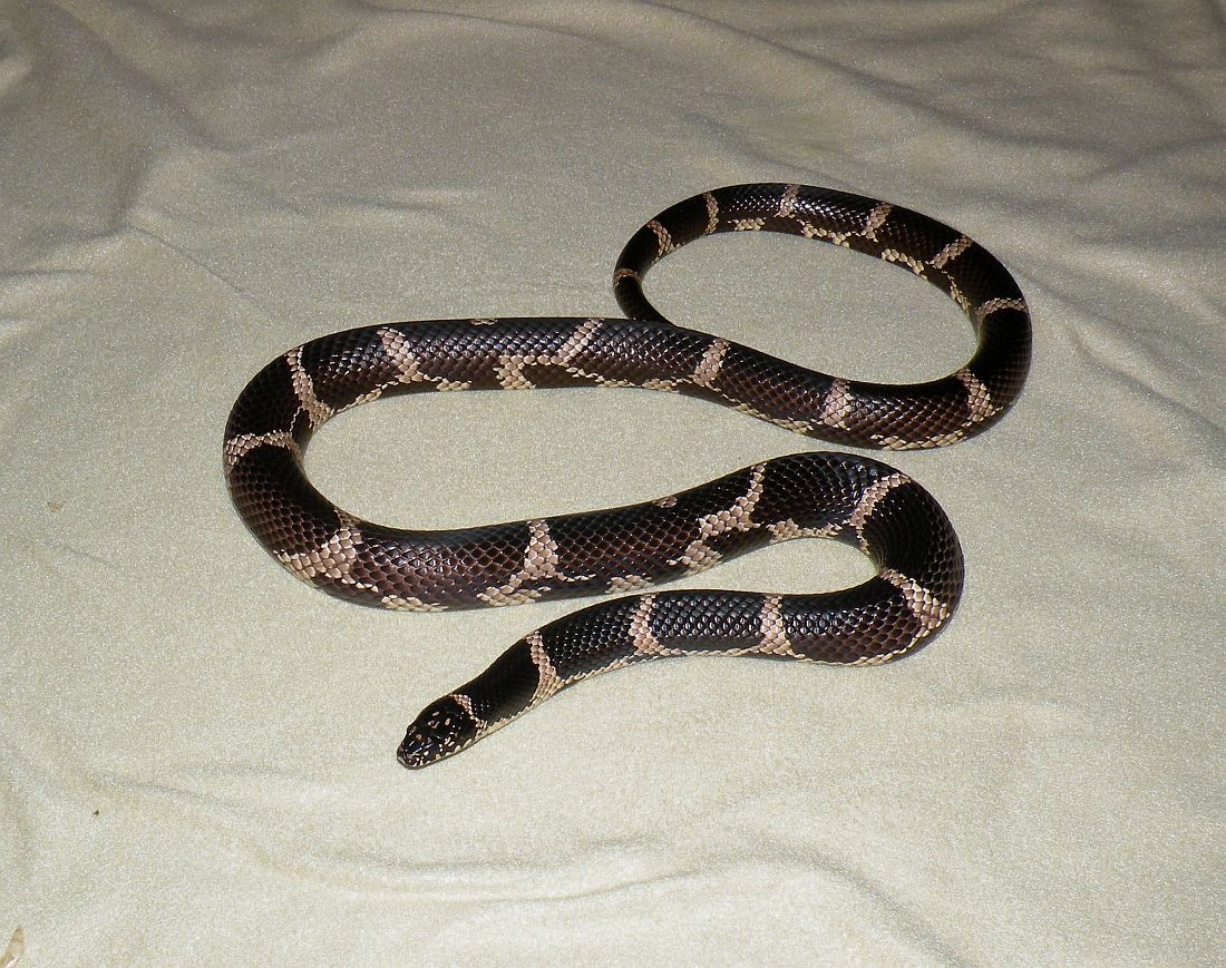 4 year old North Florida/South GA Eastern male