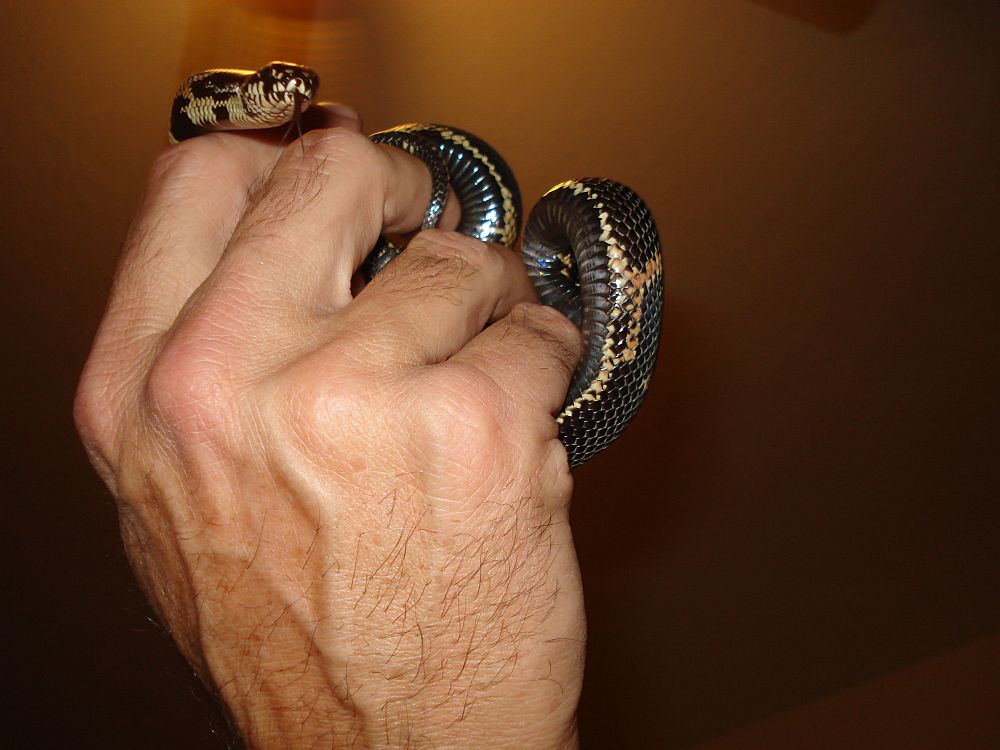 South Ga X Mosiac Eastern King