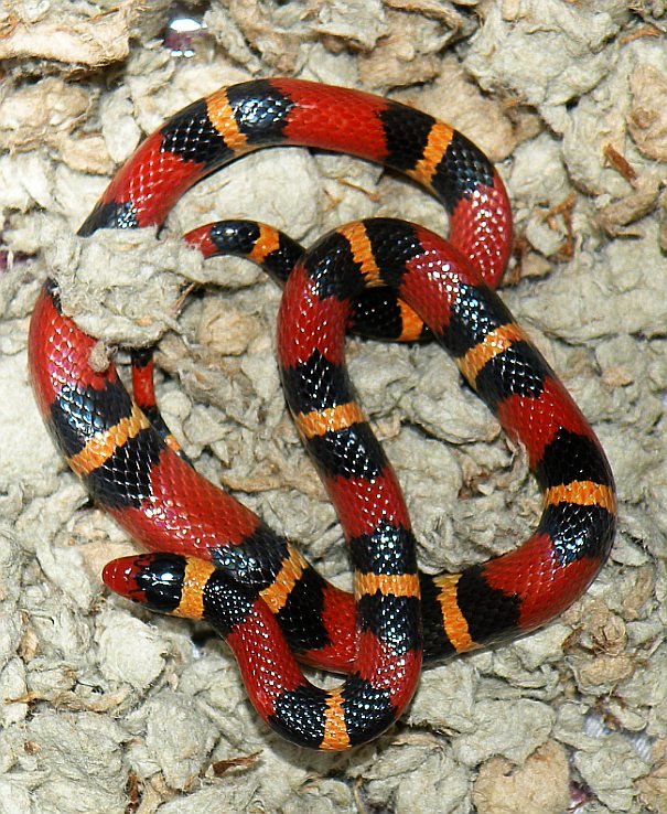 Scarlet Kingsnake