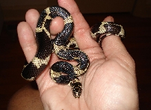 Mosaic Type II Eastern King