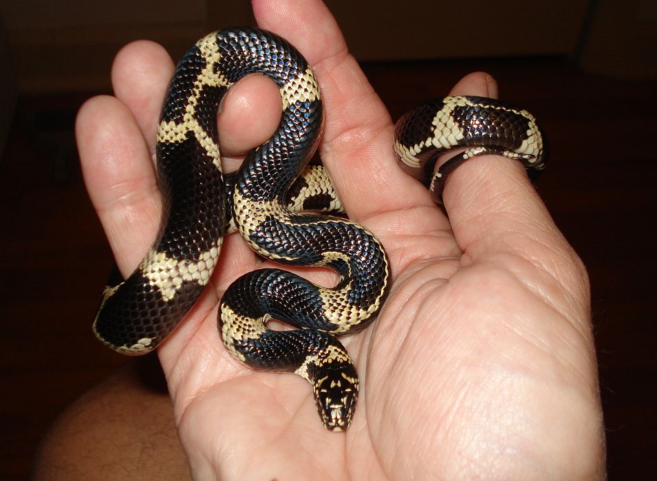 Mosaic Type II Eastern King
