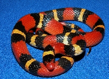 Apricot Banded Scarlet King
