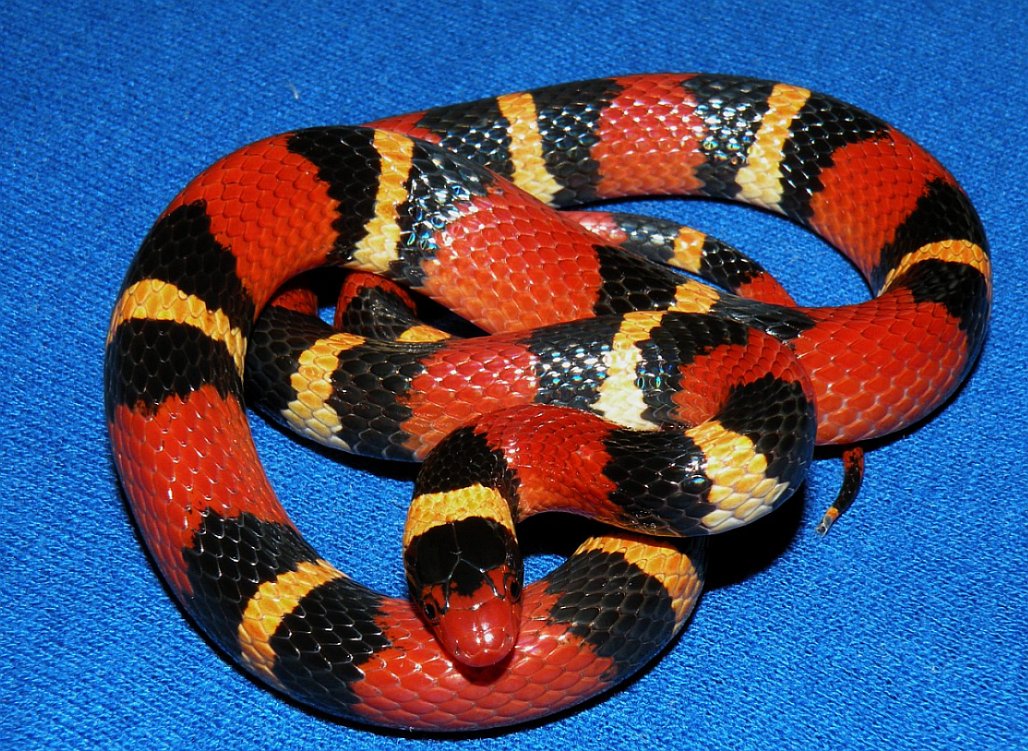 Apricot Banded Scarlet King