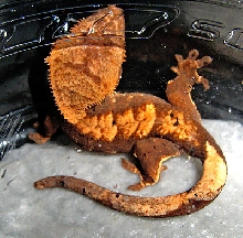 hd1