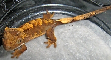 DAL1