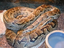 Basking