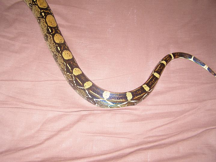 help boa id