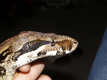 help with boa id