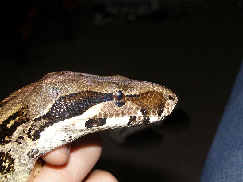 help with boa id