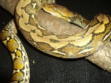 Selayar in Shed!