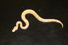 My Albino Female