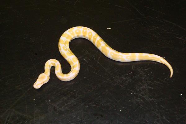 My Albino Female