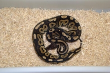 Cinnamon Male