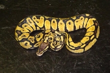 My Female Pastel