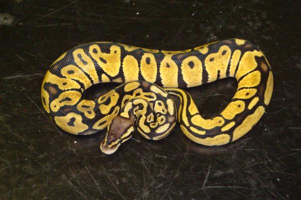 My Female Pastel