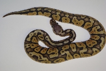 Pastel Ghost Male