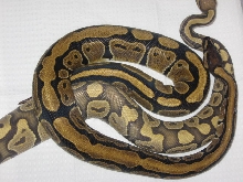 stripped norm with hypo