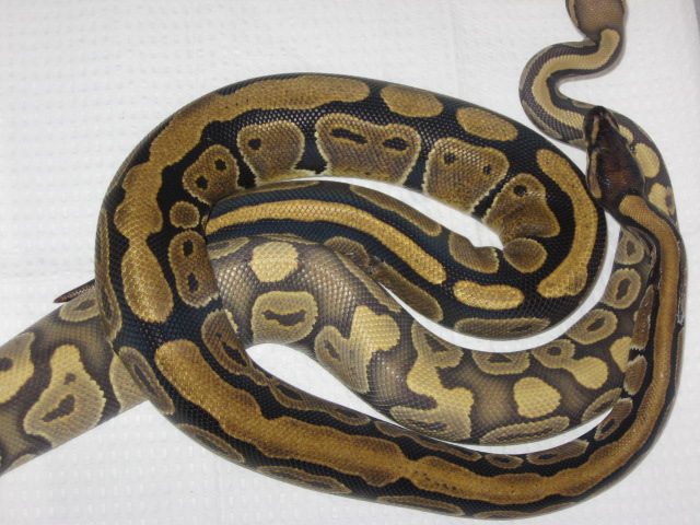 stripped norm with hypo
