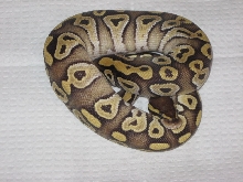 Mojave
