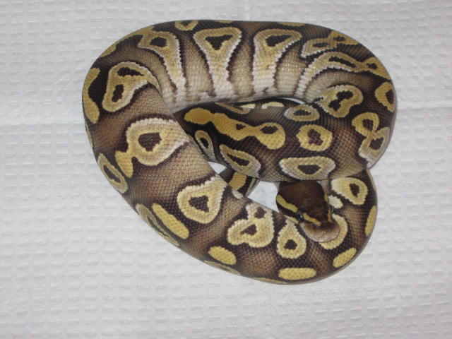 Mojave