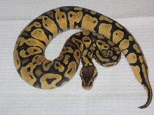 pastel
