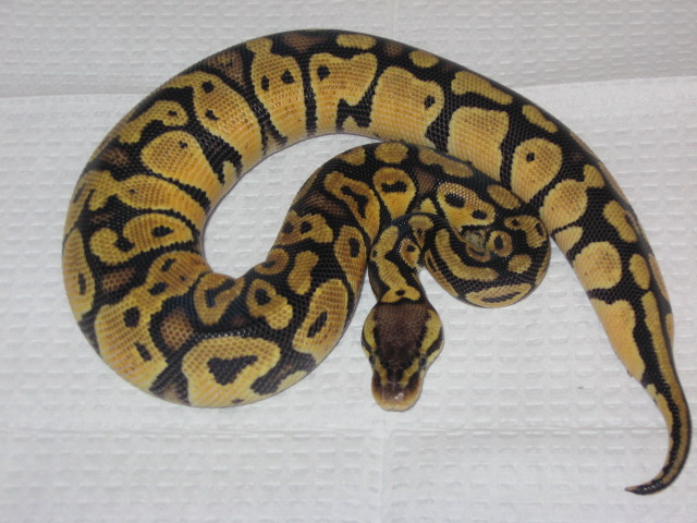 pastel