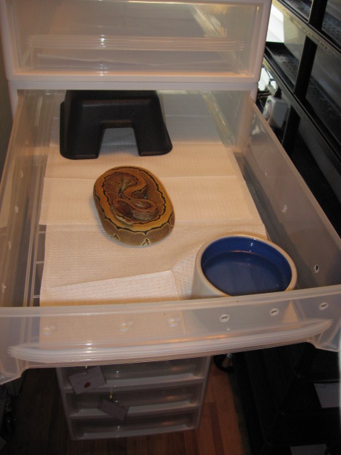 Pin Container store set up
