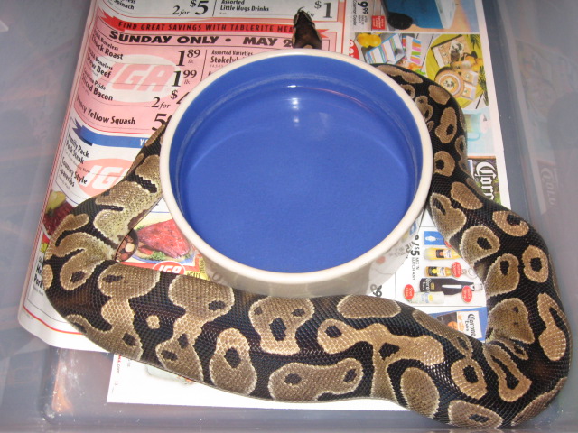 Ovulation