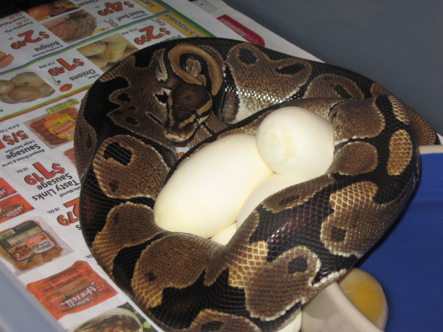 mama on eggs