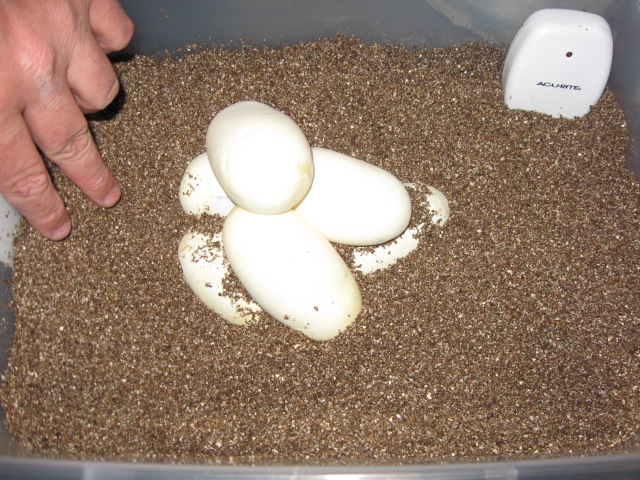 eggs1