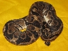 jag3
