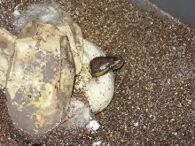 First snake