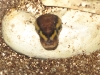 First snake