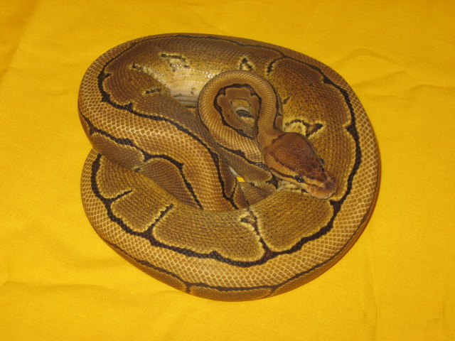 fresh shed pin