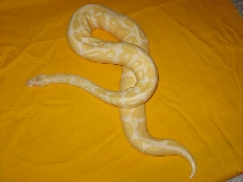 albino
