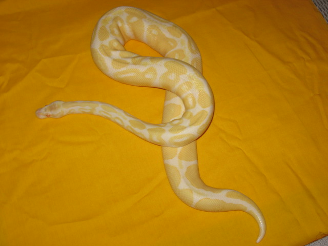albino